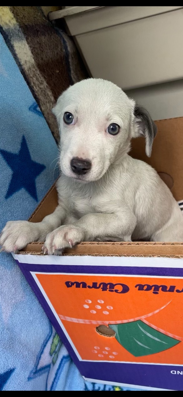 Moe, a Adoptable mixed breed in Fresno, CA image 6/12