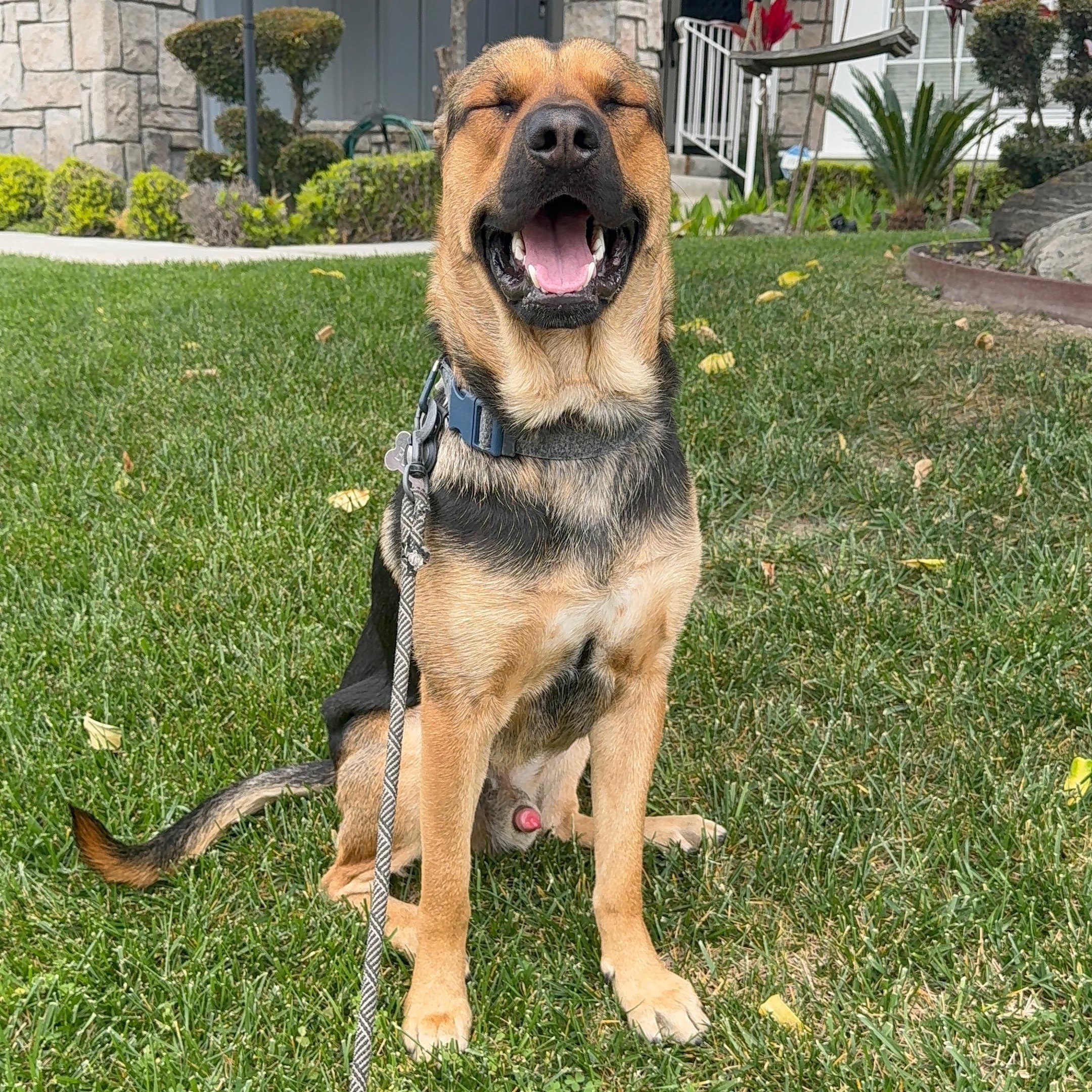 Enlarge Buddy, a Adoptable mixed breed in Los Angeles, CA image 2/5
