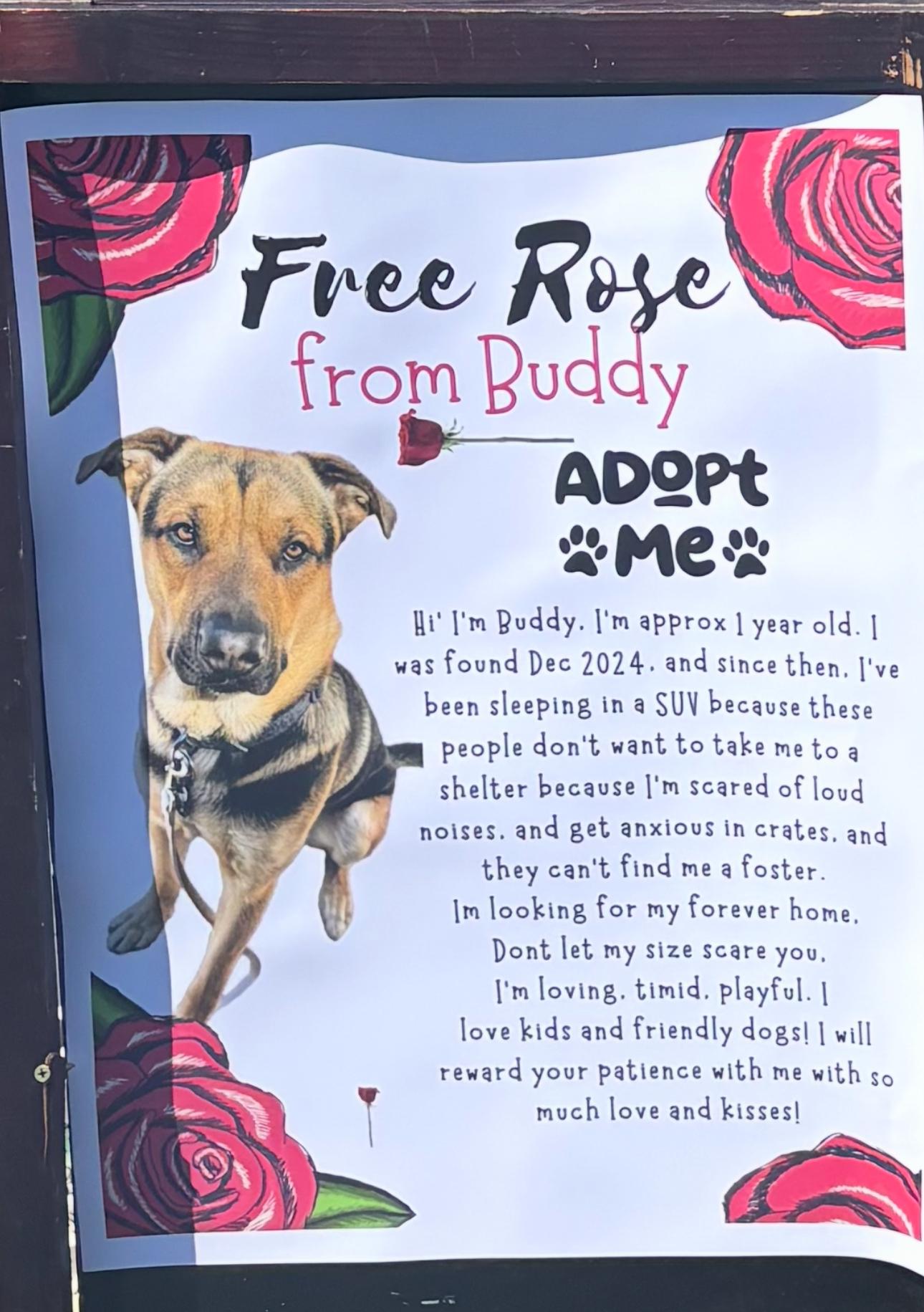 Enlarge Buddy, a Adoptable mixed breed in Los Angeles, CA image 3/5