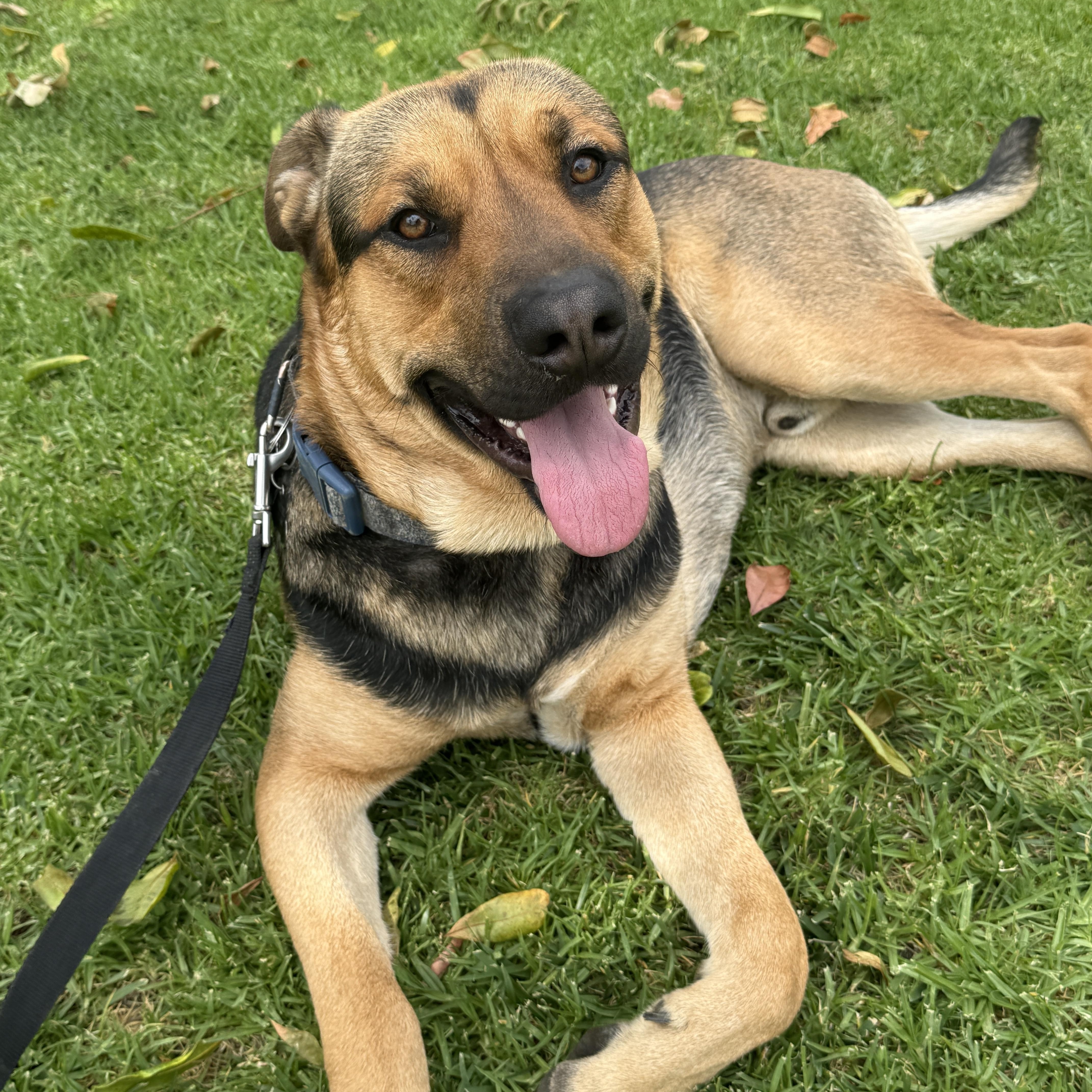 Meet BUDDY  A Resilient Loving Companion Looking for His Forever Family Breed