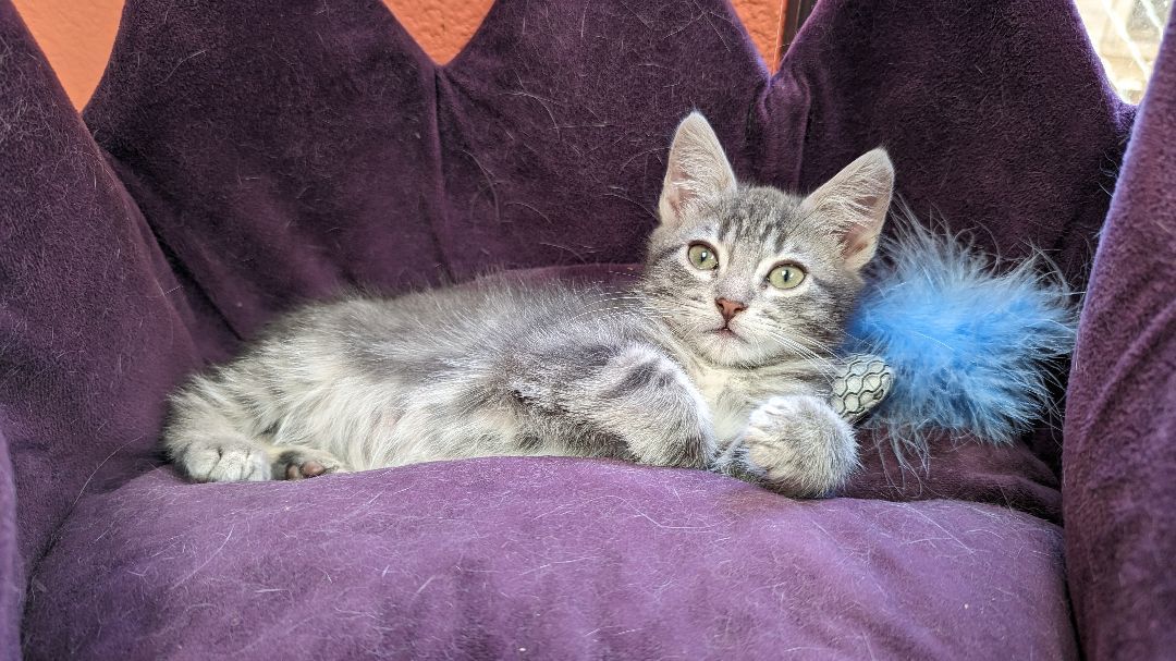 Bingo, a Adopted mixed breed in Choctaw, OK image 1/5