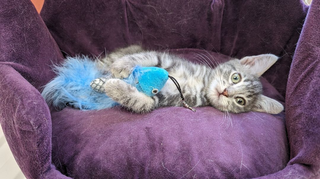 Bingo, a Adopted mixed breed in Choctaw, OK image 2/5