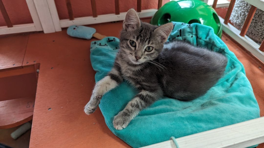 Bingo, a Adopted mixed breed in Choctaw, OK image 3/5