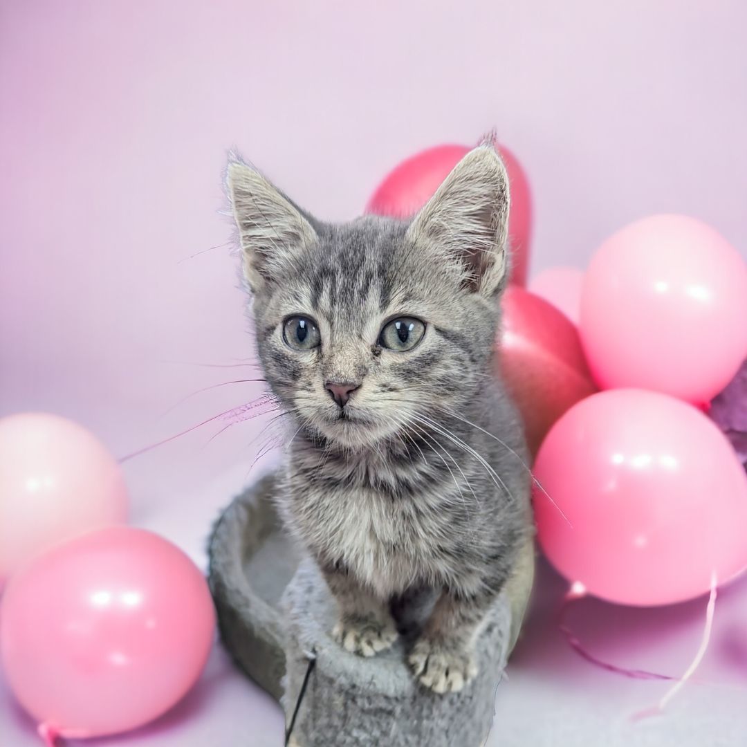 Bingo, a Adopted mixed breed in Choctaw, OK image 4/5