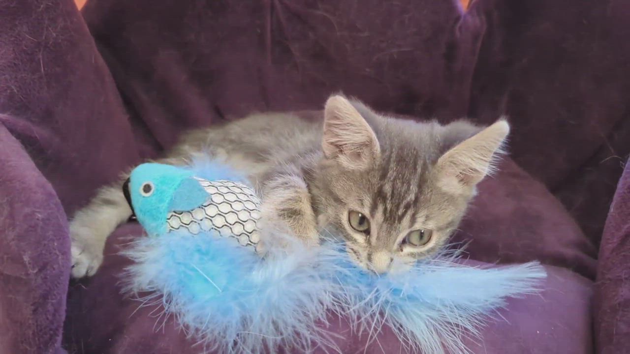 Enlarge Bingo, a Adopted mixed breed in Choctaw, OK video 5/5