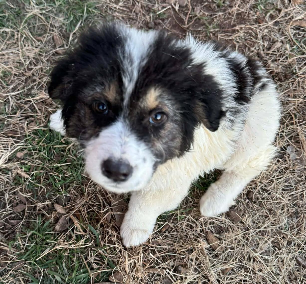 Enlarge Cherry Blossom , an adopted mixed breed in Kiowa, OK image 4/6