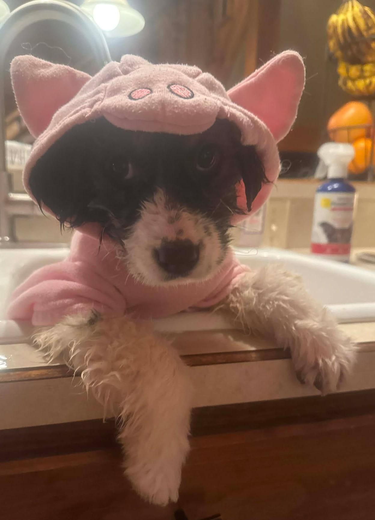 Enlarge Cherry Blossom , an adopted mixed breed in Kiowa, OK image 2/6