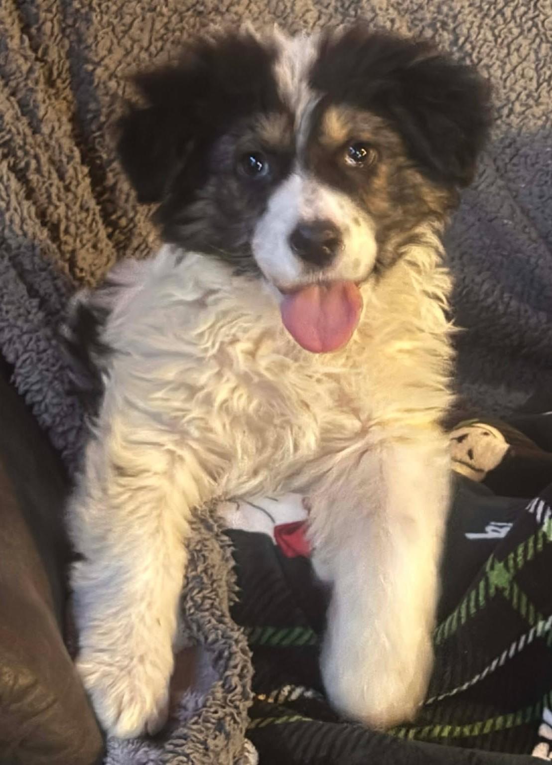 Enlarge Cherry Blossom , an adopted mixed breed in Kiowa, OK image 5/6