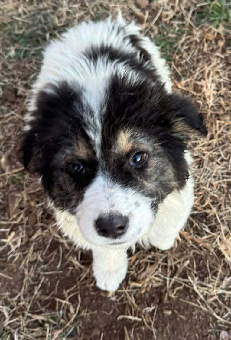 Enlarge Cherry Blossom , an adopted mixed breed in Kiowa, OK image 6/6