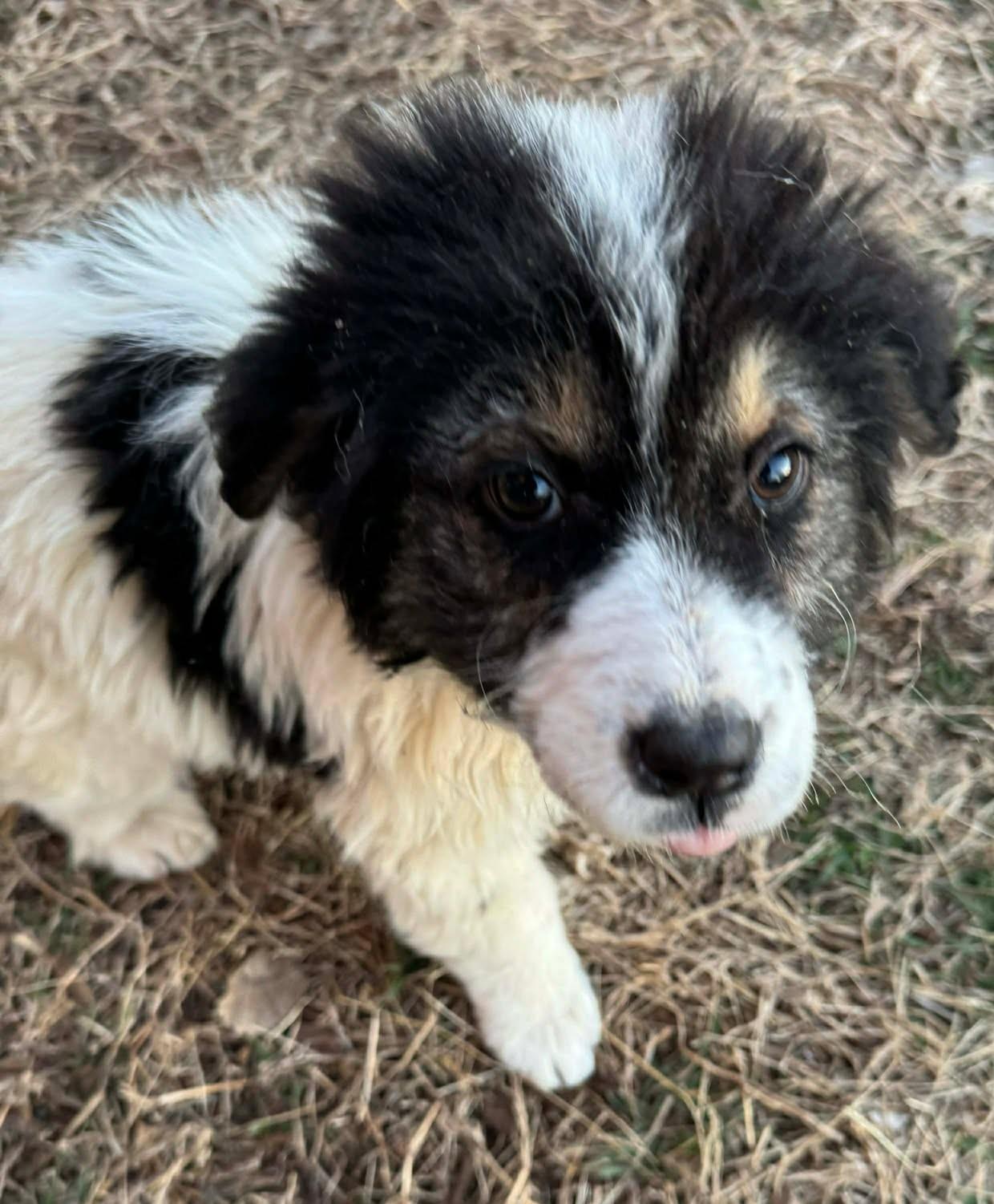 Enlarge Cherry Blossom , an adopted mixed breed in Kiowa, OK image 3/6