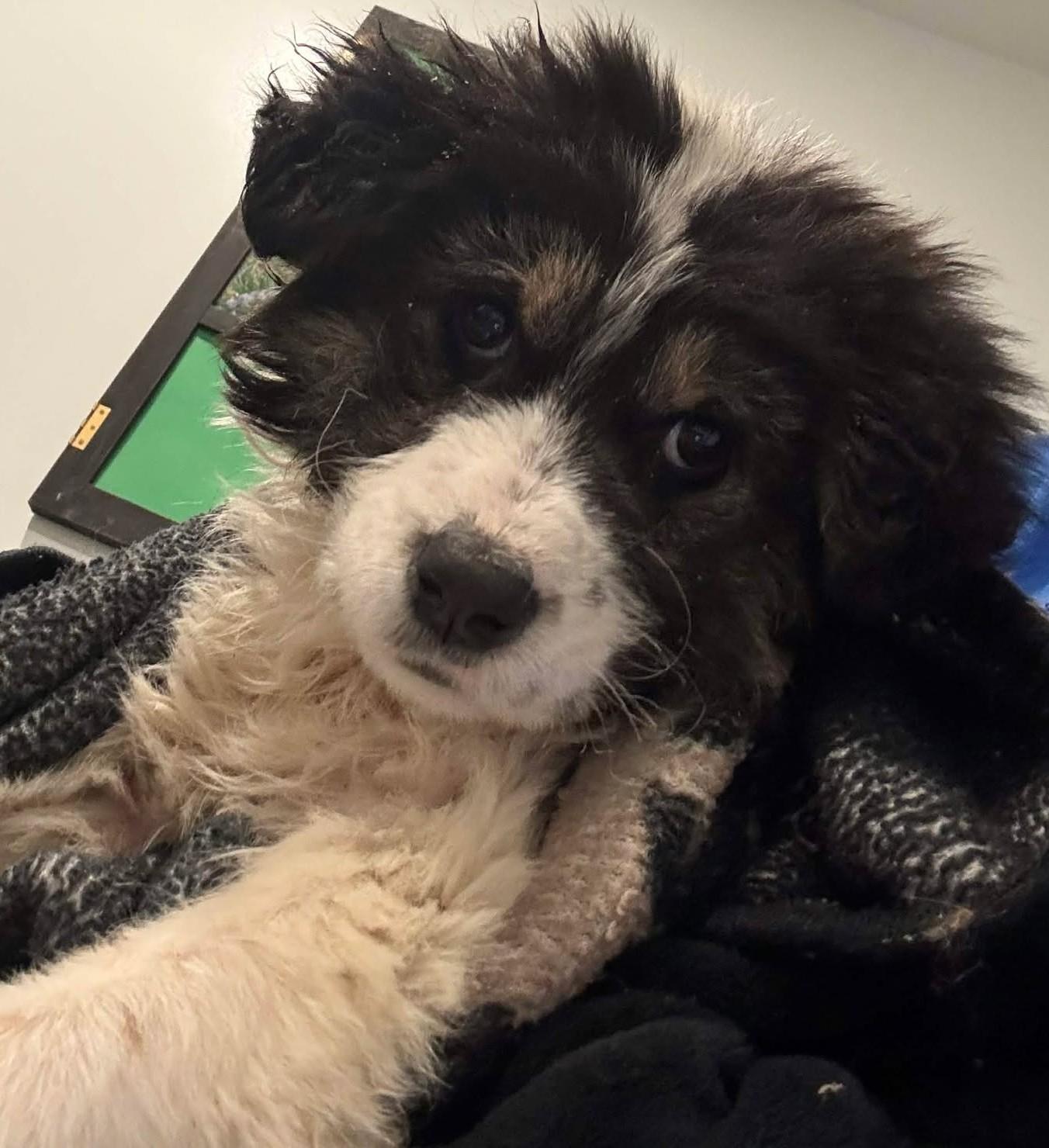 Cherry Blossom , adopted, Puppy Female Great Pyrenees.