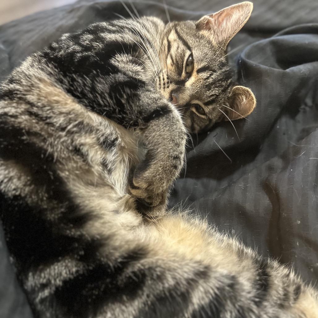 Enlarge Pebbles, a Adoptable Domestic Short Hair in Greenfield, IN image 1/3