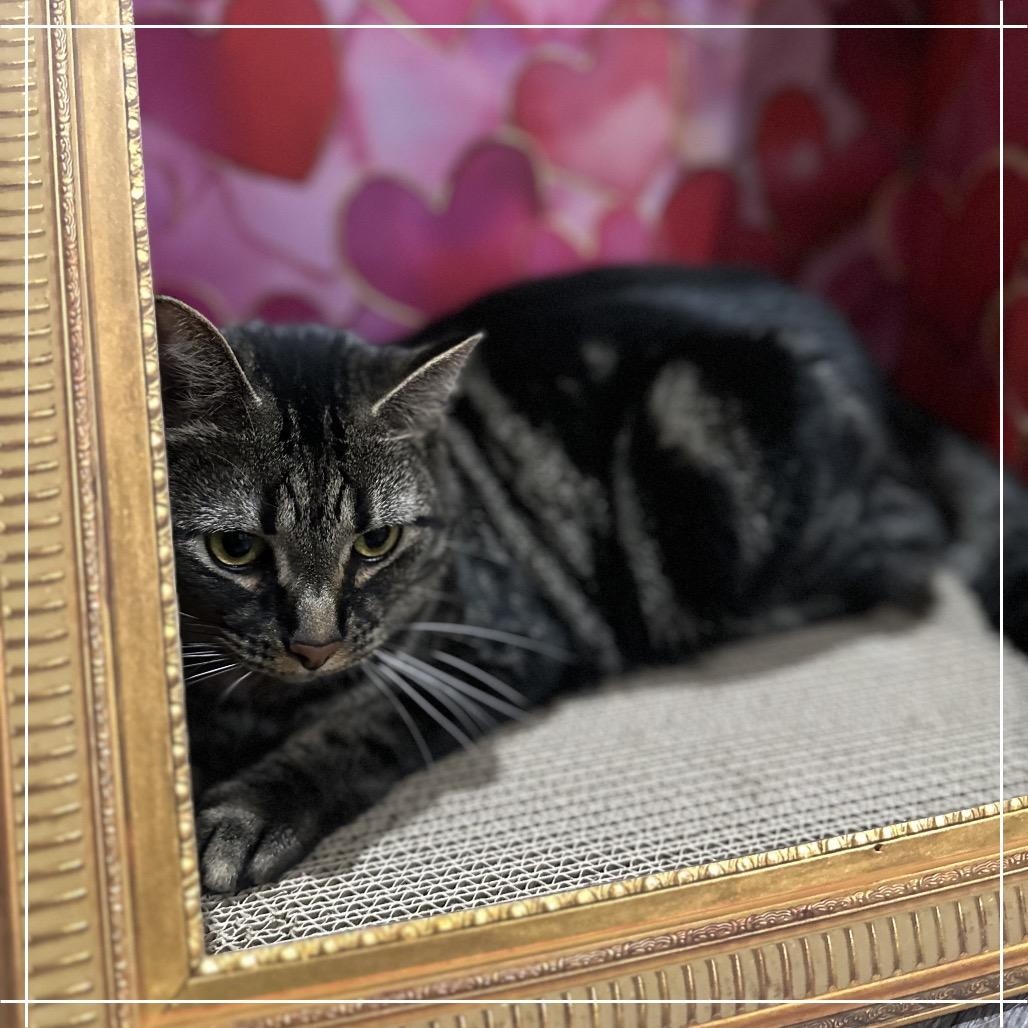 Enlarge Pebbles, a Adoptable Domestic Short Hair in Greenfield, IN image 3/3