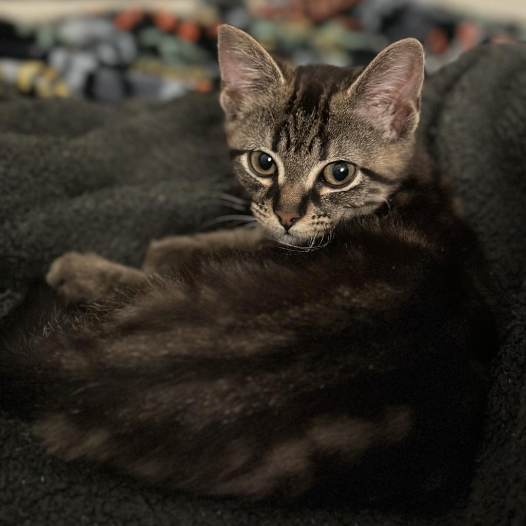 Enlarge Pebbles, a Adoptable Domestic Short Hair in Greenfield, IN image 2/3