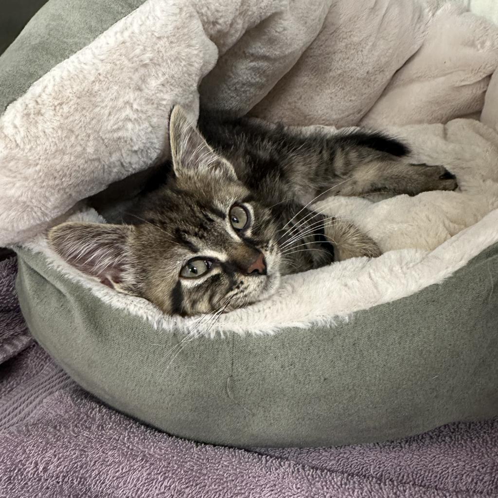 Enlarge Pebbles, a Adoptable Domestic Short Hair in Greenfield, IN image 3/3