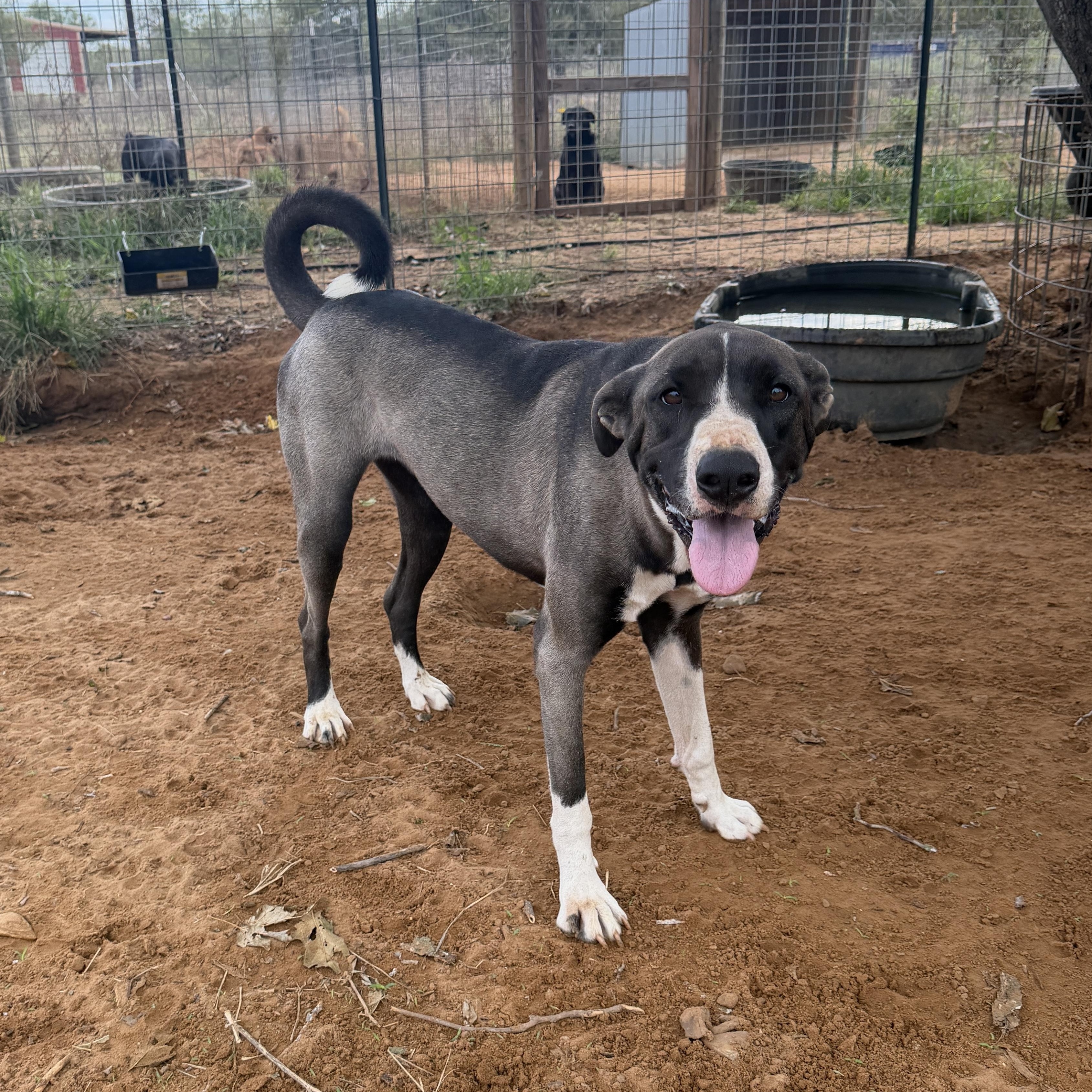 Enlarge Clarice, a Adoptable mixed breed in Seguin, TX image 2/4