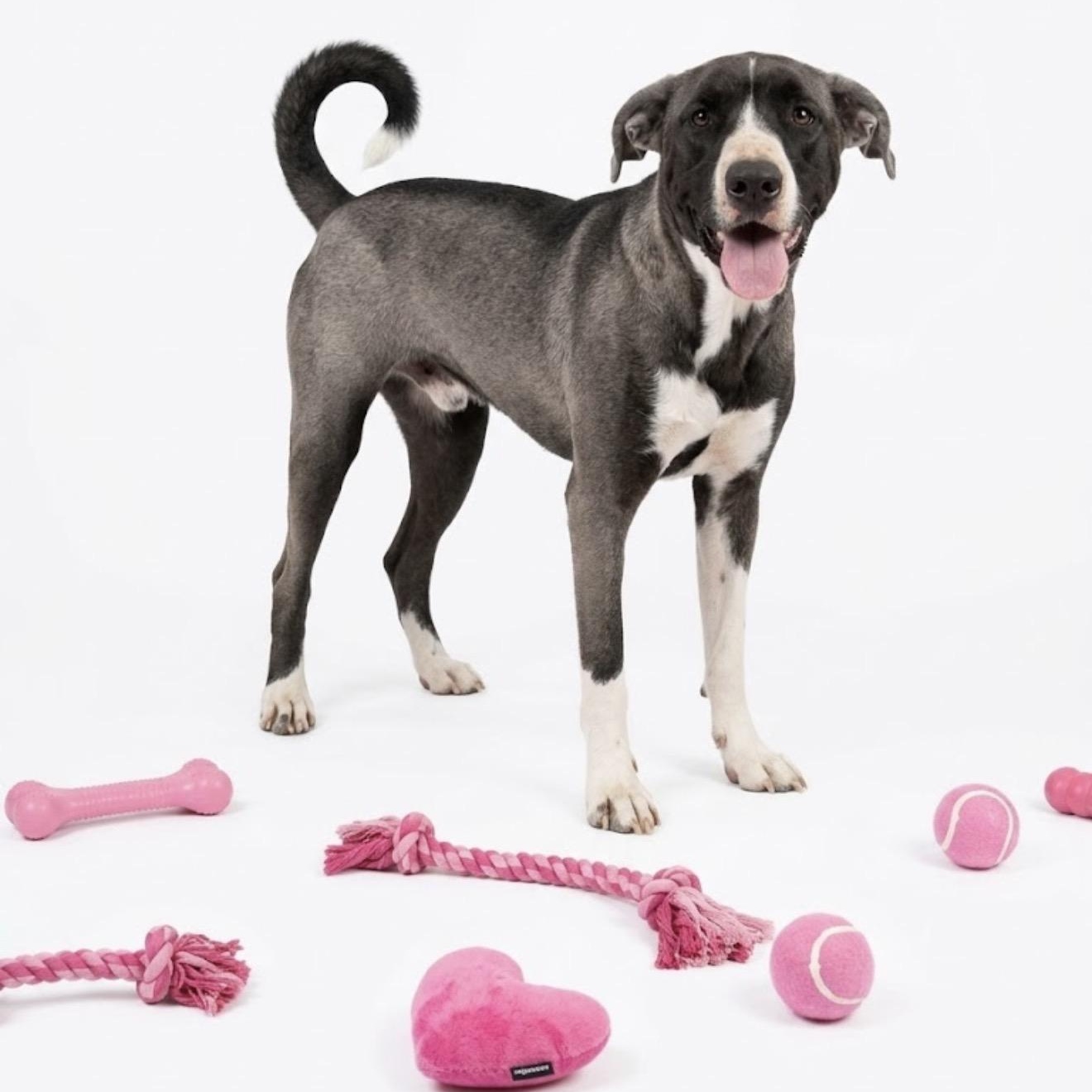 Enlarge Clarice, a Adoptable mixed breed in Seguin, TX image 1/4
