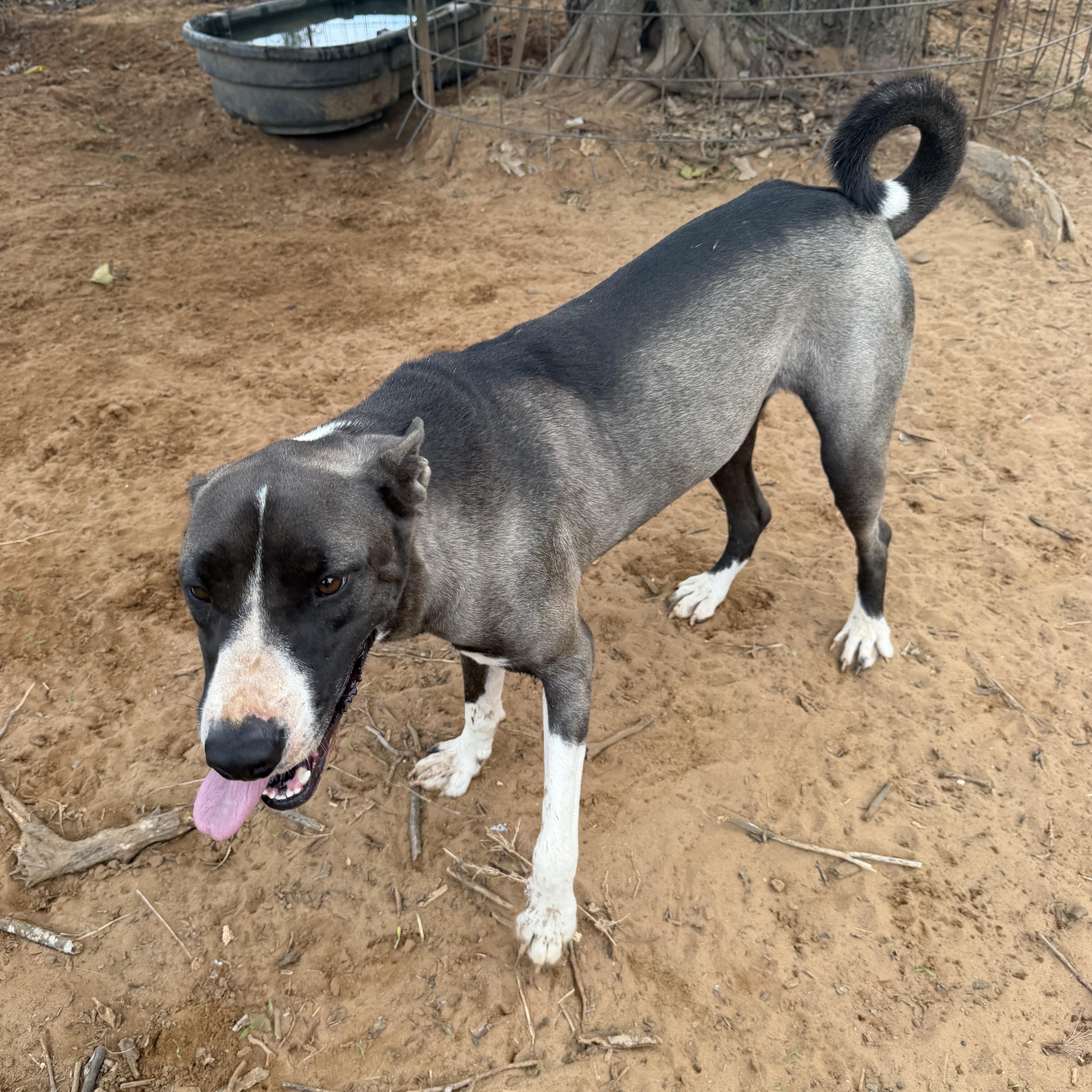 Enlarge Clarice, a Adoptable mixed breed in Seguin, TX image 4/4