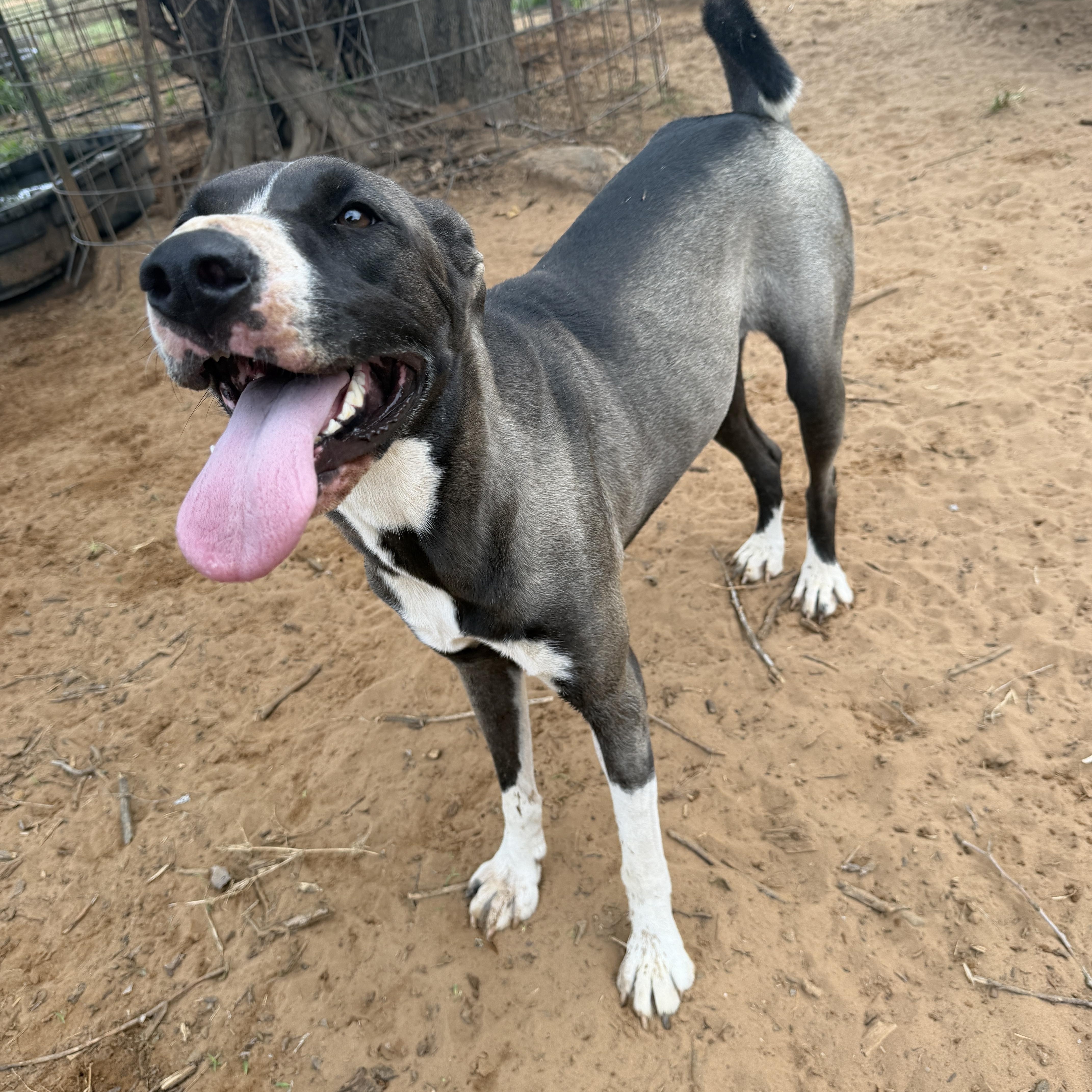 Enlarge Clarice, a Adoptable mixed breed in Seguin, TX image 3/4