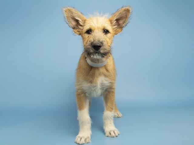 PACCO, Adoptable, Young Male Dutch Shepherd & Parson Russell Terrier.