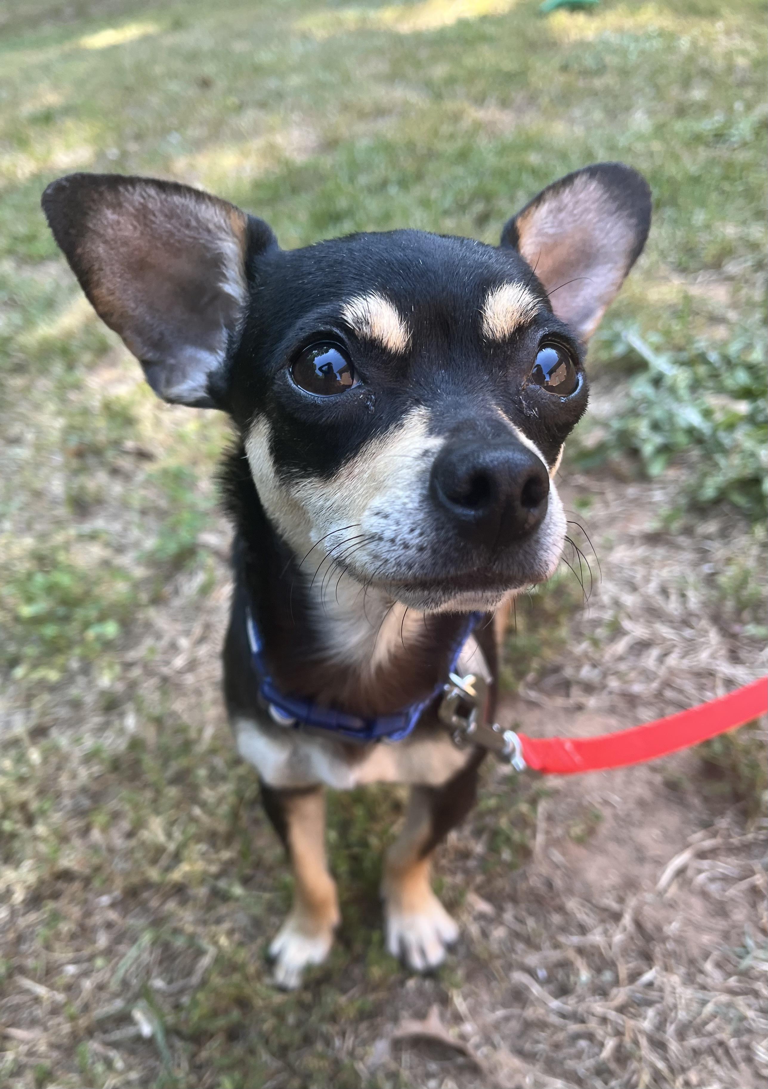 Carlita , adopted, Adult Female Chihuahua.