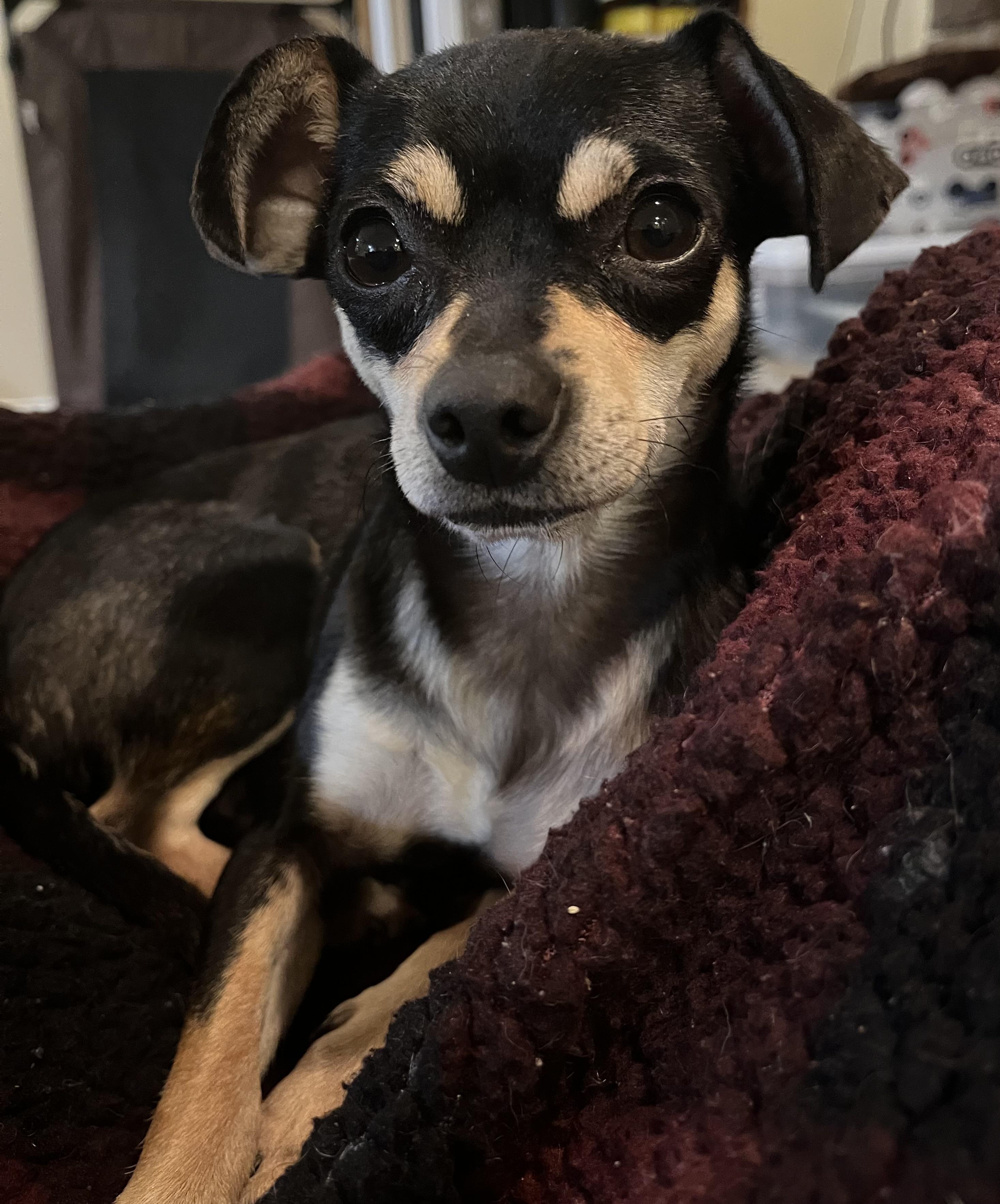 Enlarge Carlita , an adopted mixed breed in Sanford, NC image 2/2