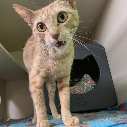 Marigold, Adoptable, Adult Female Domestic Short Hair & Domestic Short Hair.