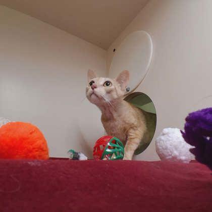 Marigold, Adoptable, Adult Female Domestic Short Hair & Domestic Short Hair.