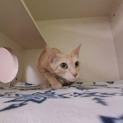 Marigold, a Adoptable mixed breed in Scottsbluff, NE image 2/3