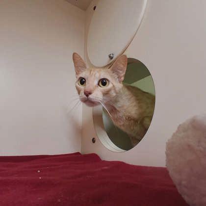 Marigold, a Adoptable mixed breed in Scottsbluff, NE image 3/3
