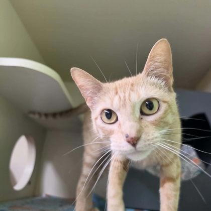 Enlarge Marigold, a Adoptable mixed breed in Scottsbluff, NE image 2/3