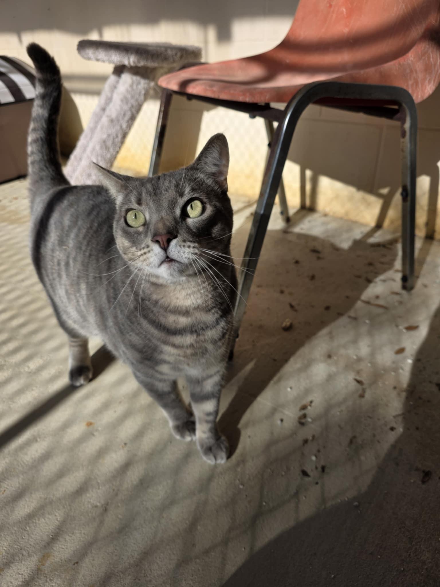 Mykos, a ADOPTABLE Domestic Short Hair in Umatilla, FL image 4/6