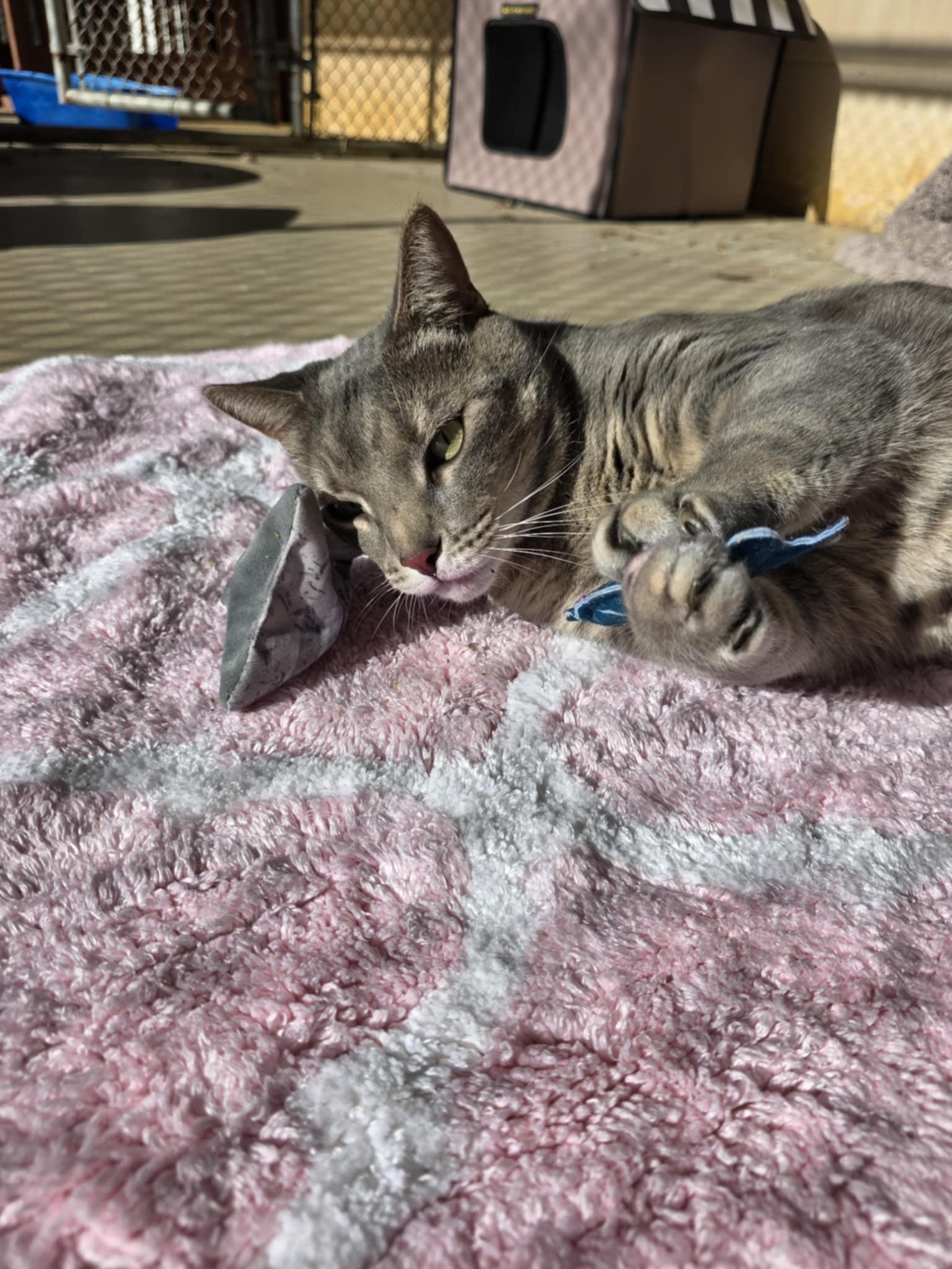 Mykos, a ADOPTABLE Domestic Short Hair in Umatilla, FL image 5/6