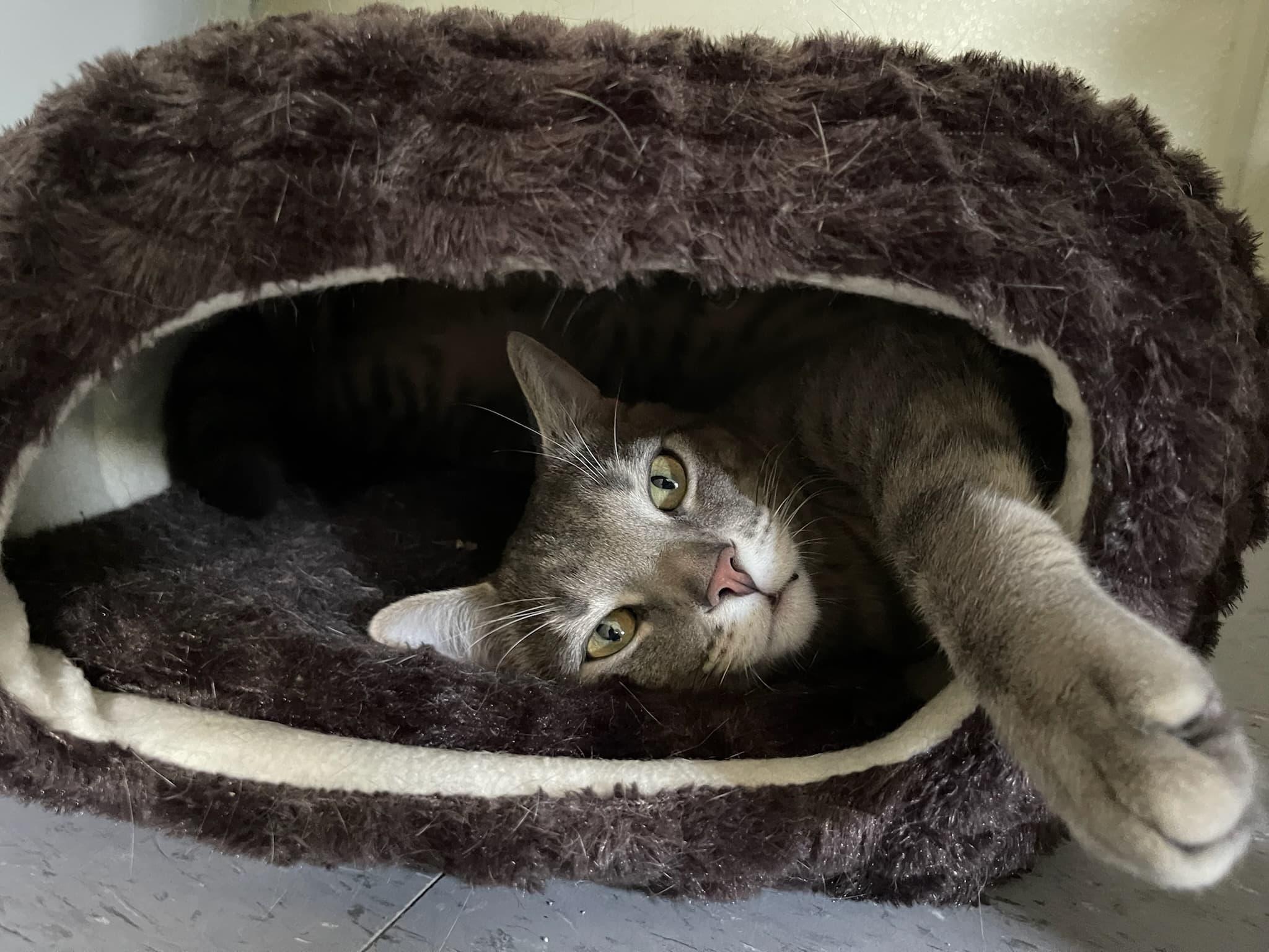 Mykos, a ADOPTABLE Domestic Short Hair in Umatilla, FL image 2/6