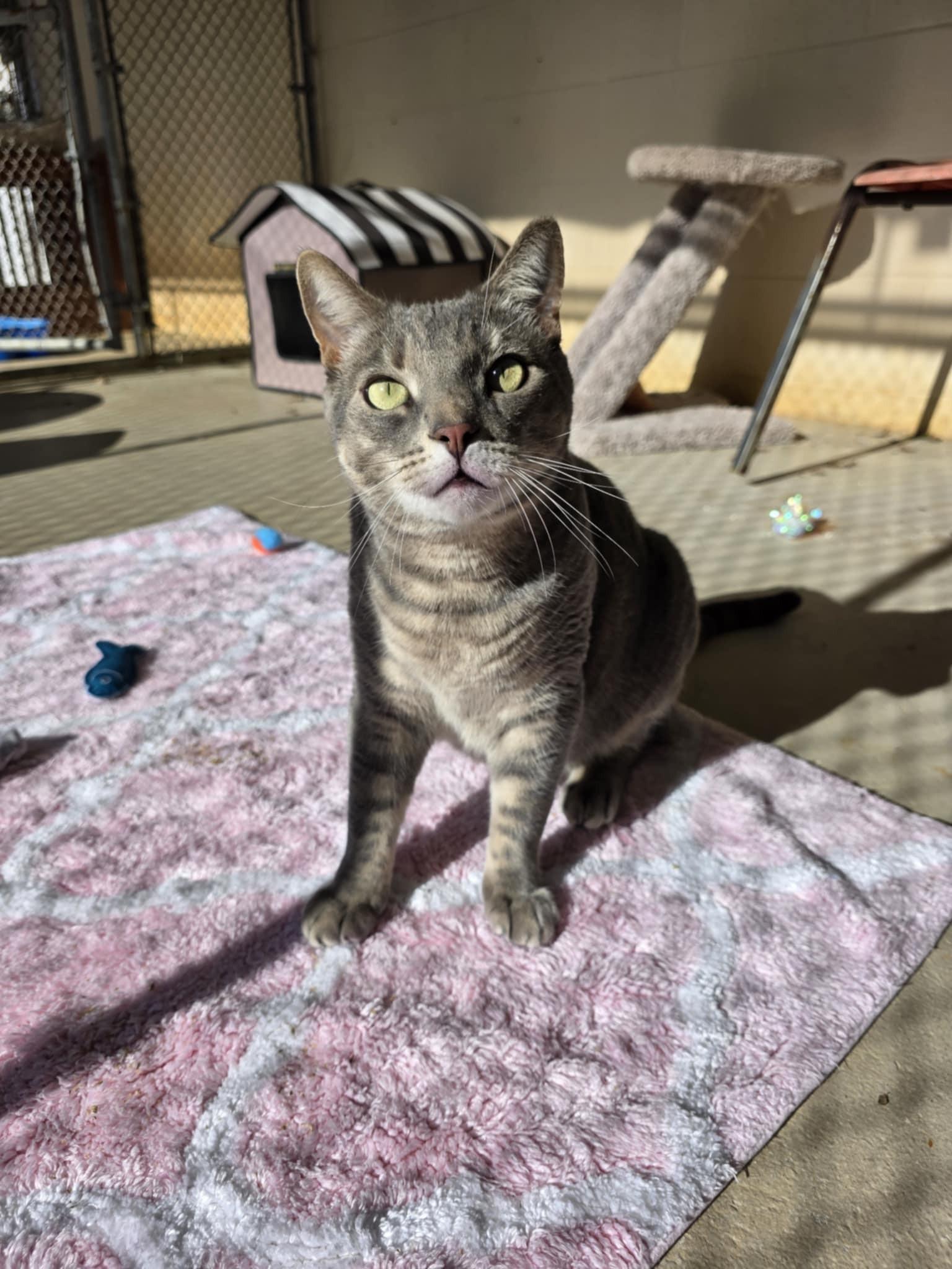 Mykos, a ADOPTABLE Domestic Short Hair in Umatilla, FL image 1/6