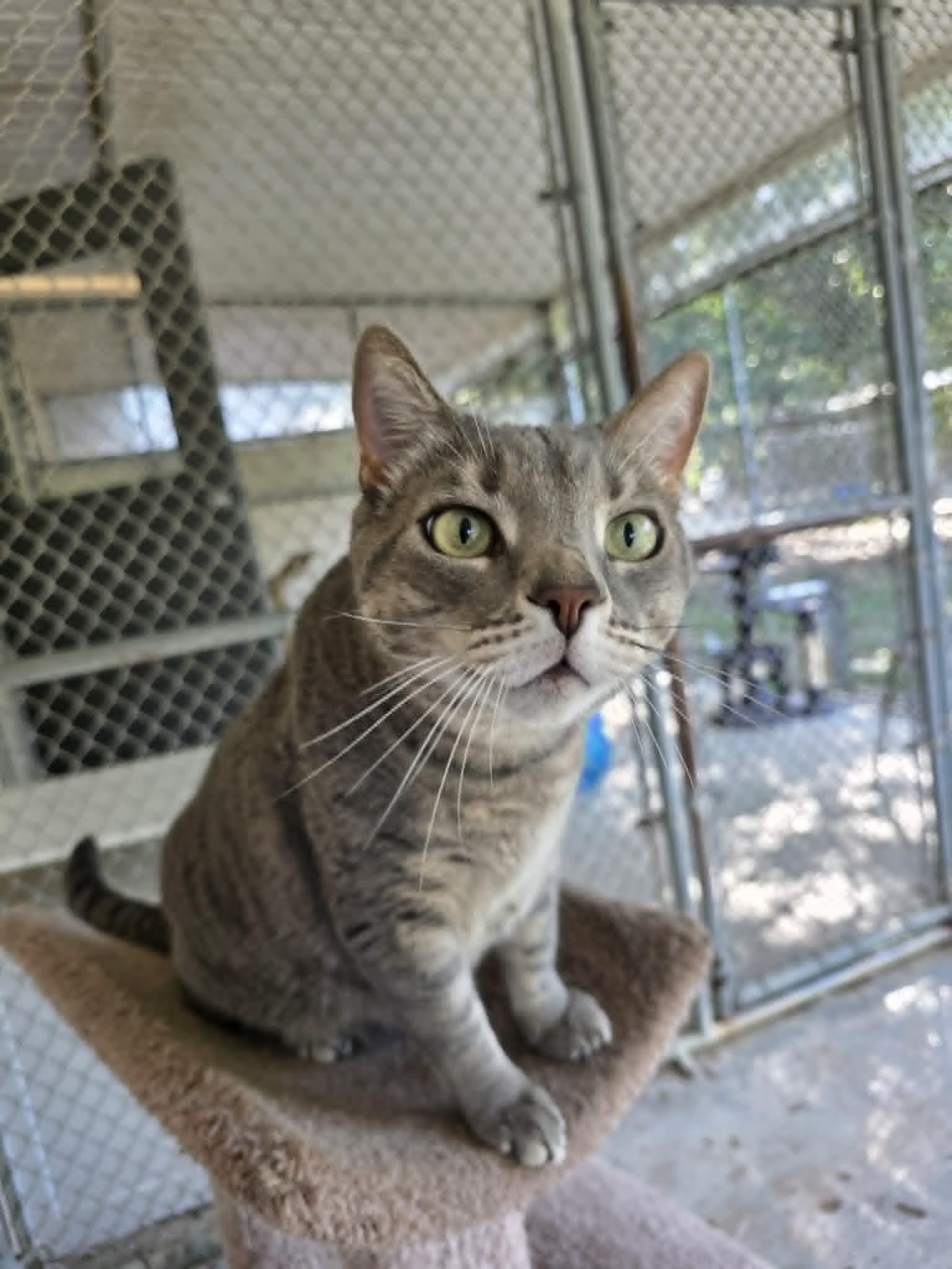 Mykos *SPONSORED*, a ADOPTABLE Domestic Short Hair in Umatilla, FL image 6/6