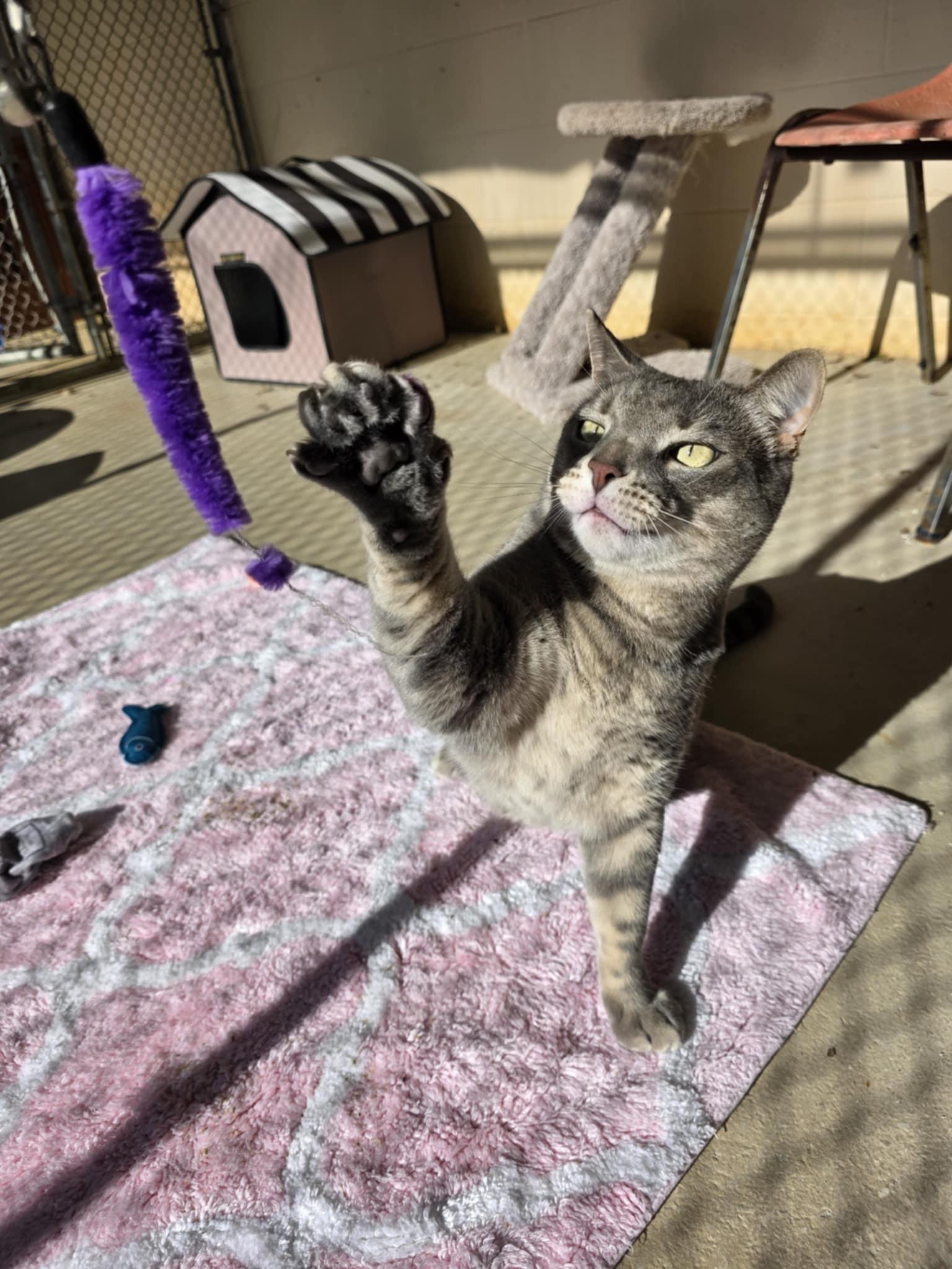 Mykos, a ADOPTABLE Domestic Short Hair in Umatilla, FL image 3/6