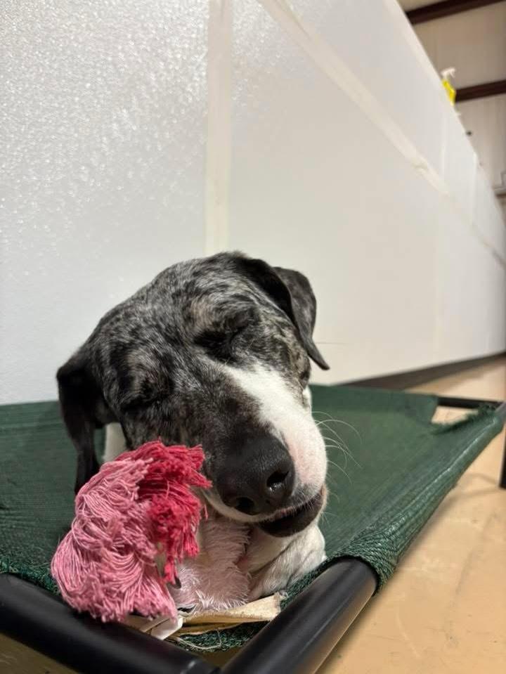 Enlarge Julie, a Adoptable mixed breed in Pembroke, MA image 3/5