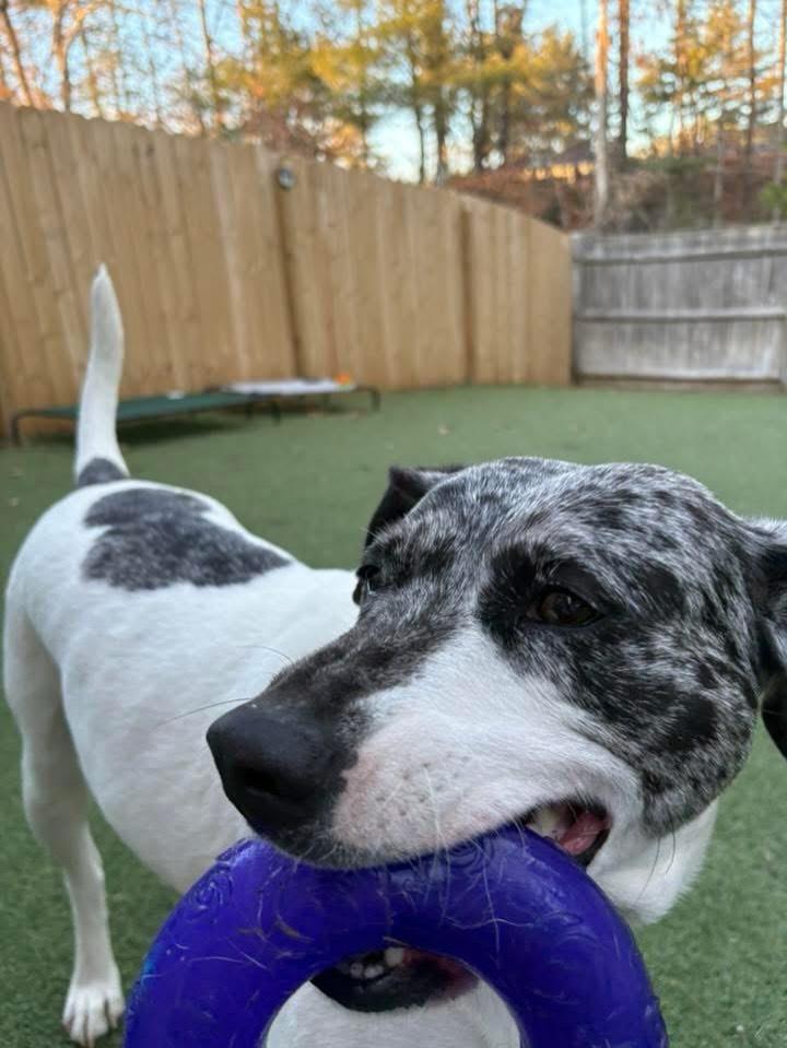 Enlarge Julie, a Adoptable mixed breed in Pembroke, MA image 4/5