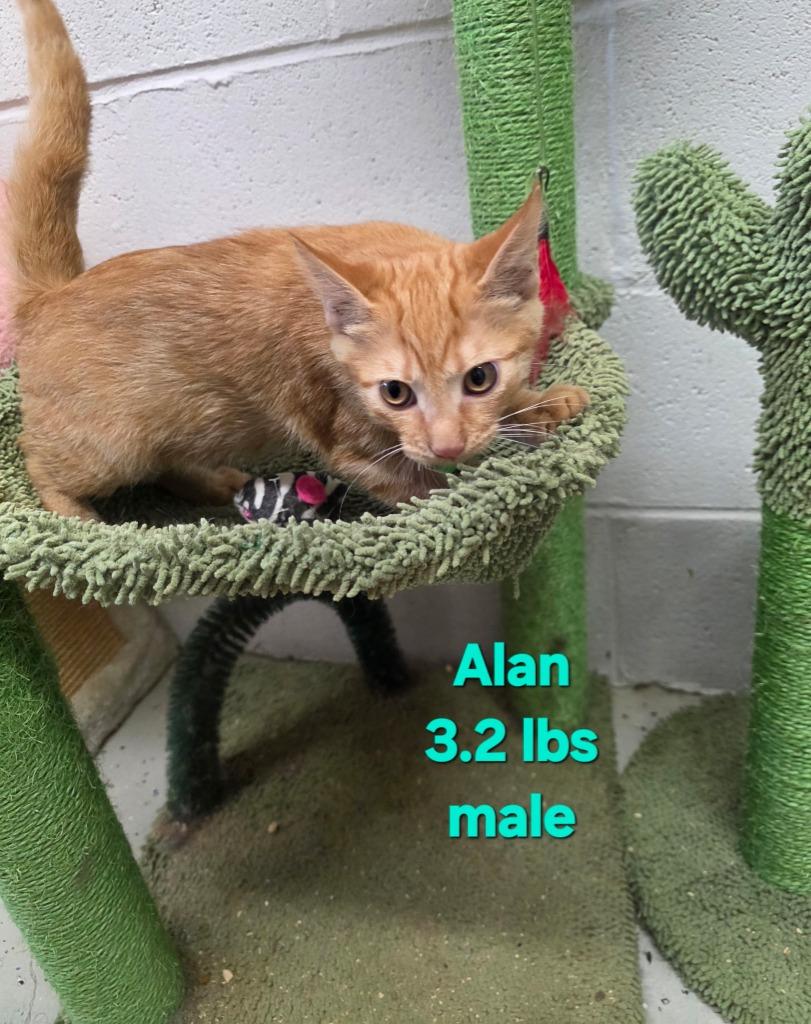 Alan, Adoptable, Kitten Male Domestic Short Hair.