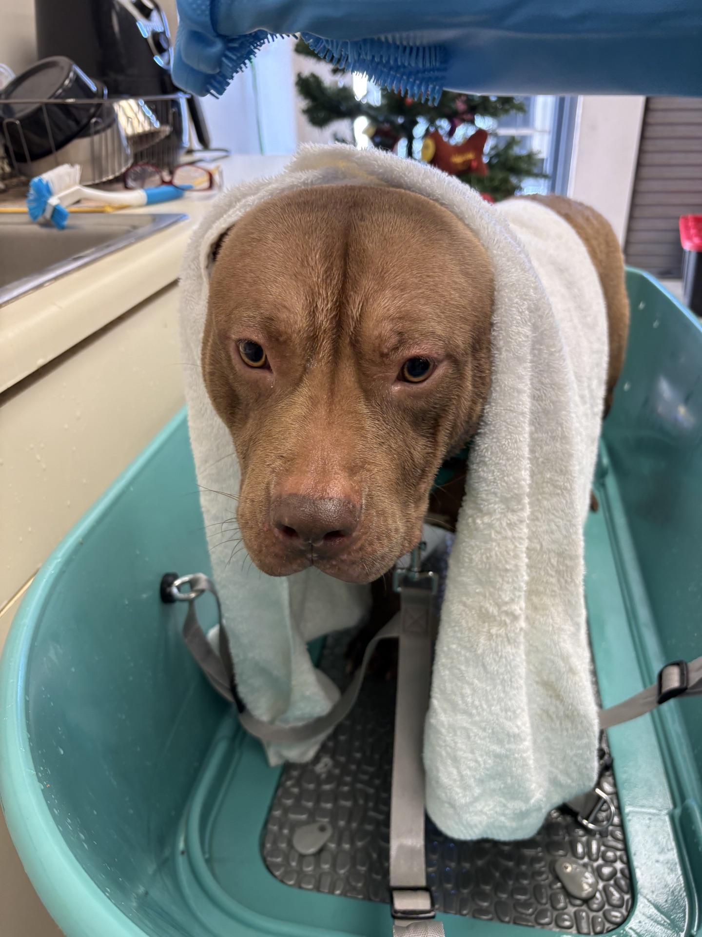 Stella, ADOPTABLE, Adult Female Mixed Breed.