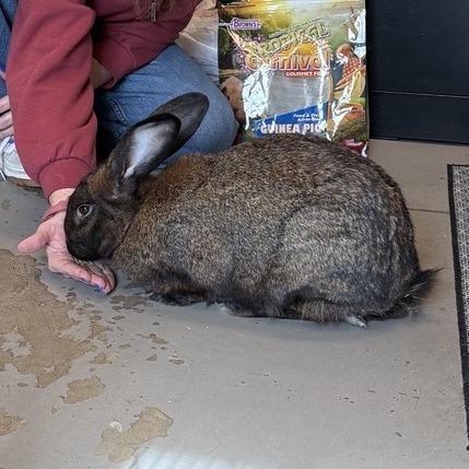 Carrot Bandit, Adoptable, Young Female American.