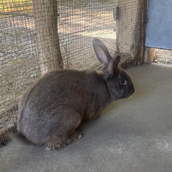 Enlarge Carrot Bandit, a Adoptable American in Freeport, FL image 2/2