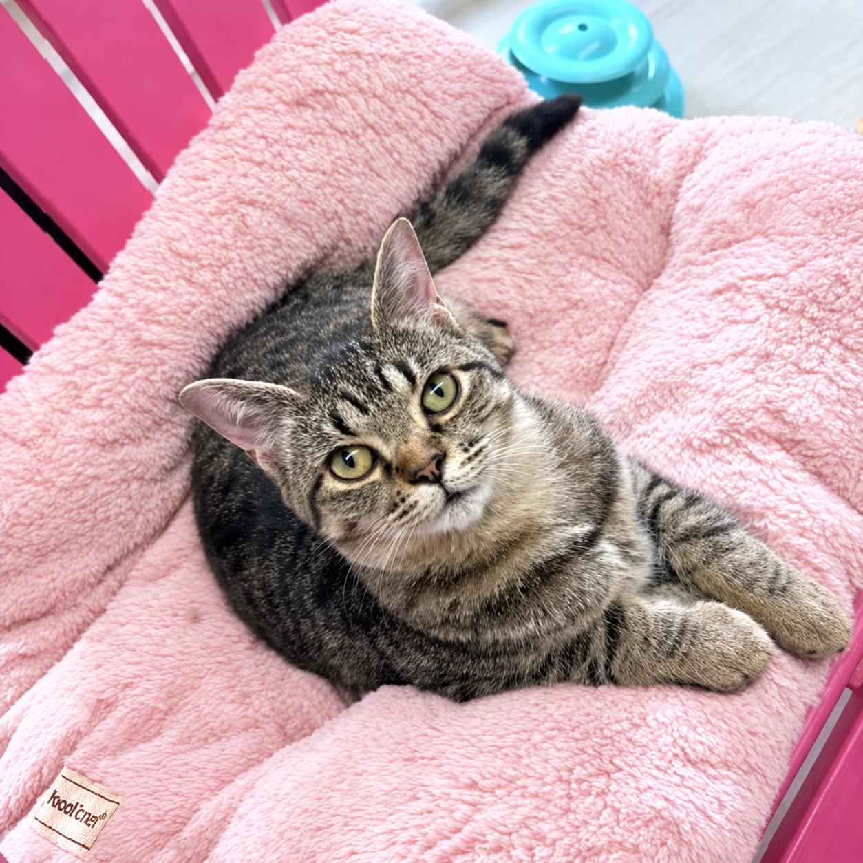 Enlarge Klipsan, a Adoptable mixed breed in Long Beach, WA image 2/5