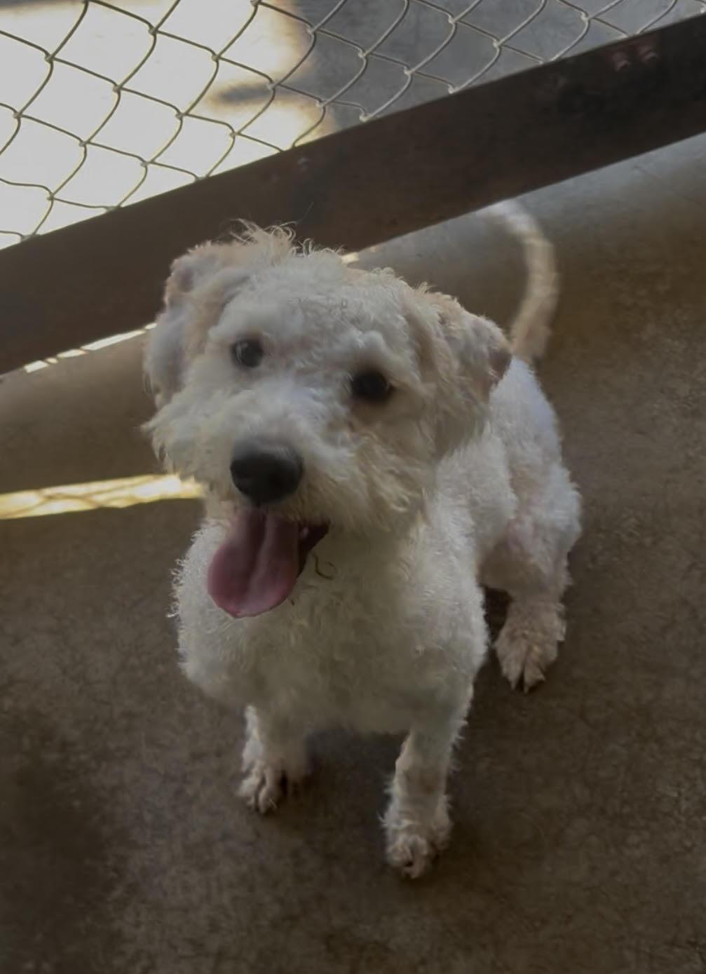 Rayne, Adopted, Young Female Standard Poodle.