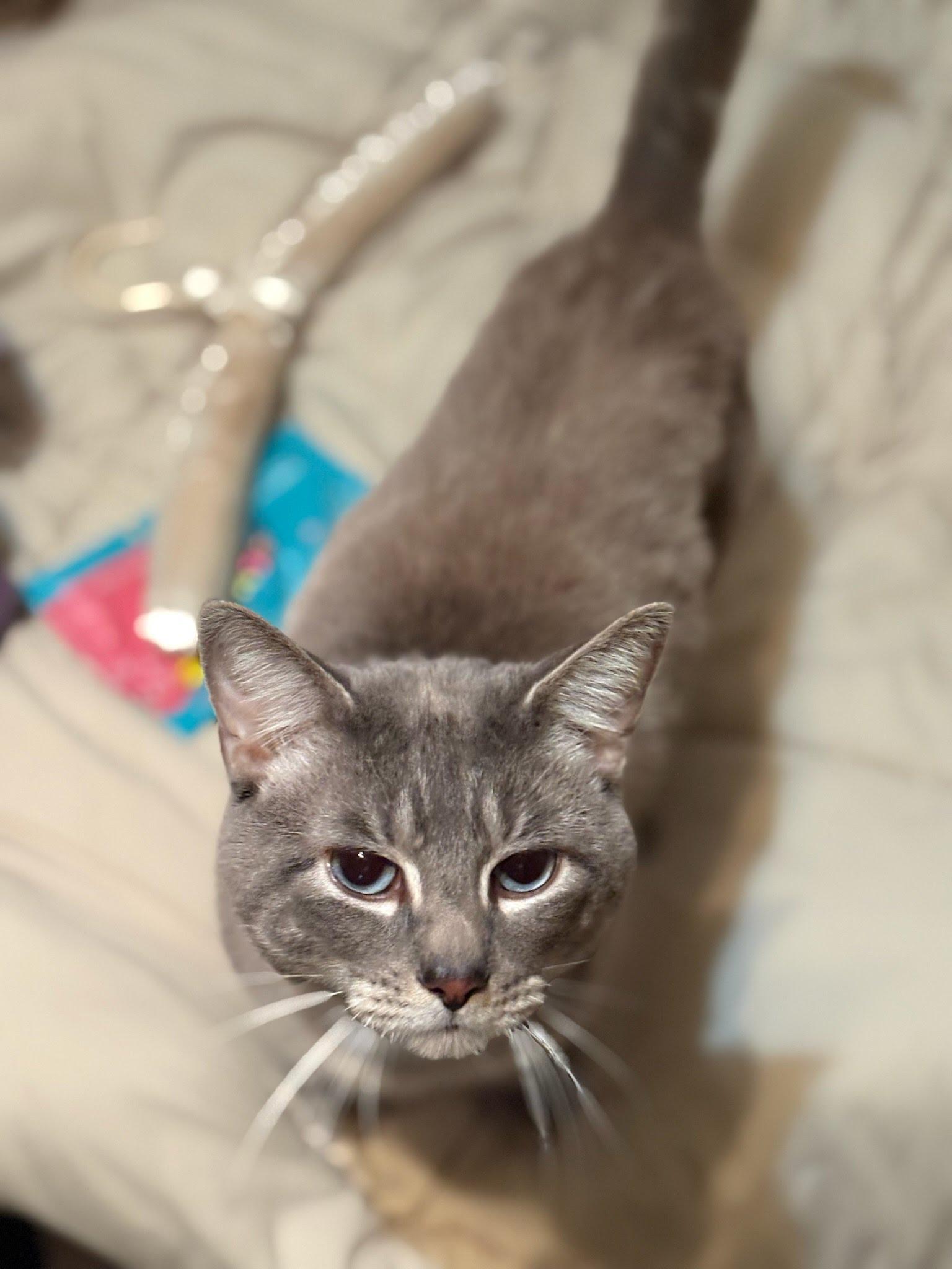 Gibbs, Adoptable, Adult Male Siamese & Tabby.