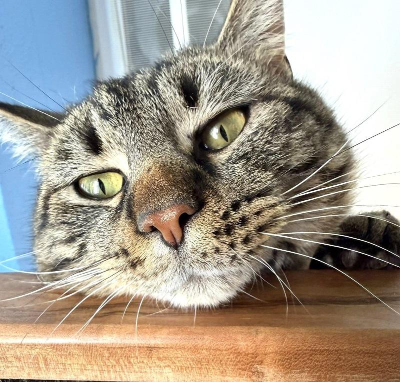 Enlarge BOB, a ADOPTABLE Tabby in Pegram, TN image 4/4