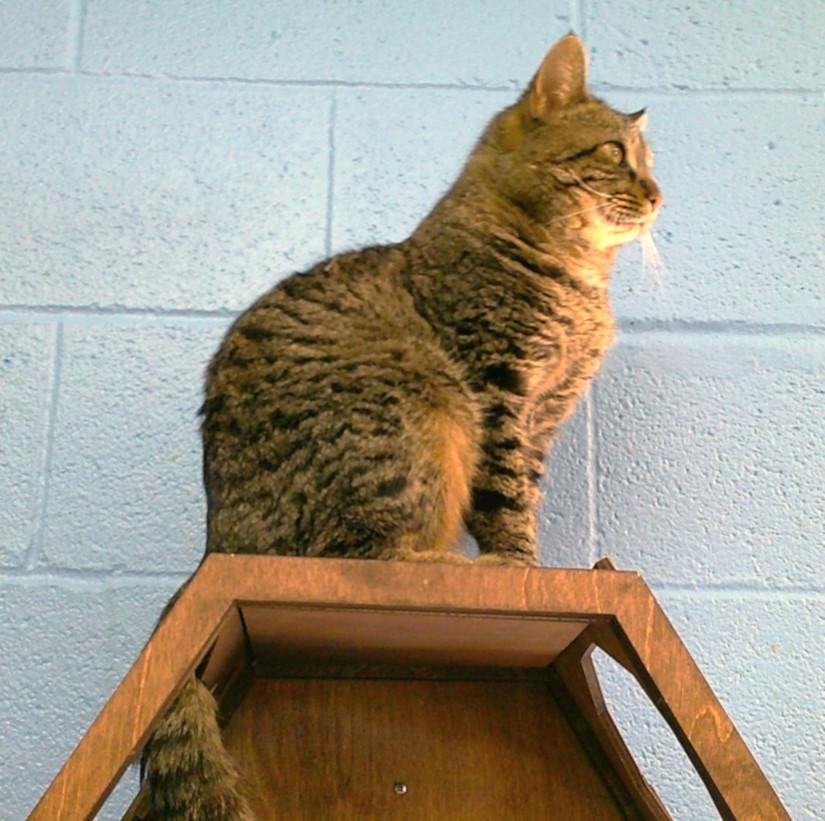 Enlarge BOB, a ADOPTABLE Tabby in Pegram, TN image 3/4