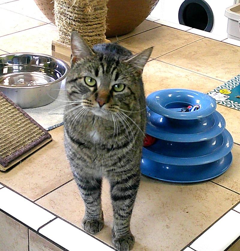 Enlarge BOB, a ADOPTABLE Tabby in Pegram, TN image 2/4