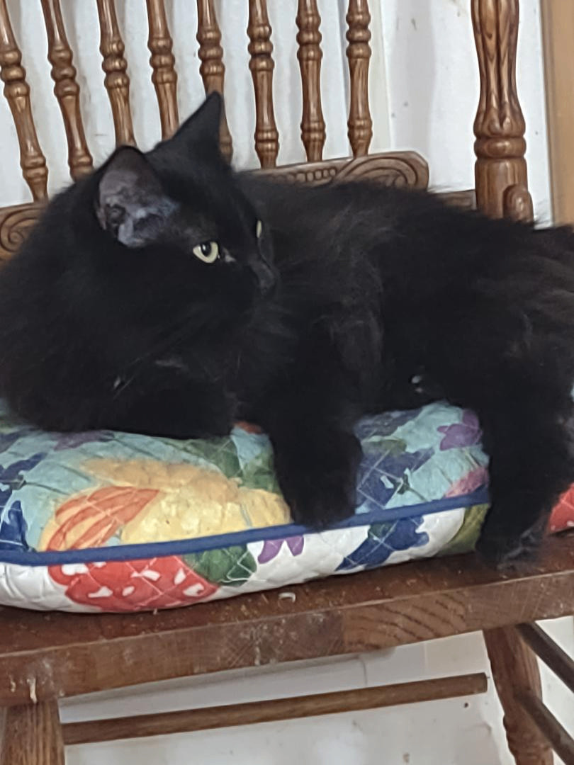 Desi, a Adoptable mixed breed in Simms, TX image 1/3